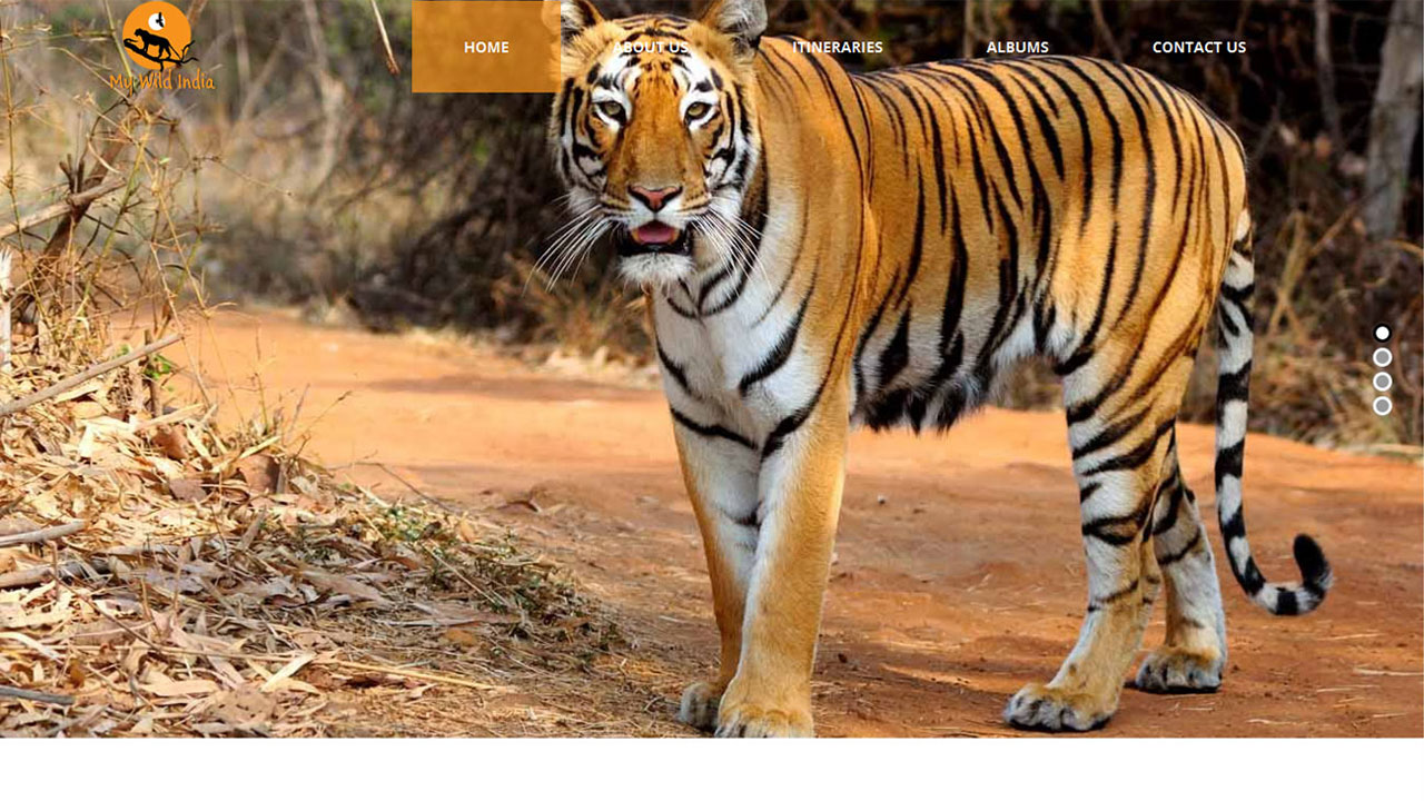 My Wild India